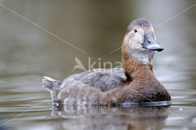 Red-crested Pochard (Netta rufina)