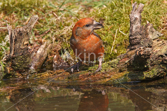 Red Crossbill (Loxia curvirostra)