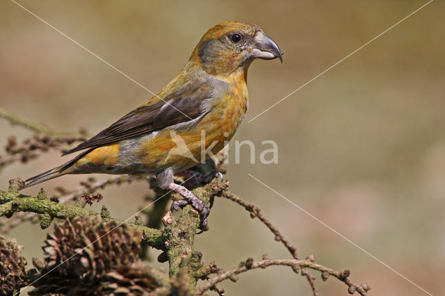 Red Crossbill (Loxia curvirostra)