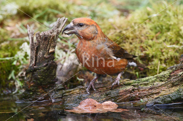 Red Crossbill (Loxia curvirostra)