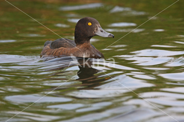 Tufted Duck (Aythya fuligula)