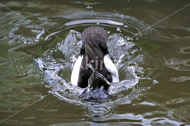 Tufted Duck (Aythya fuligula)
