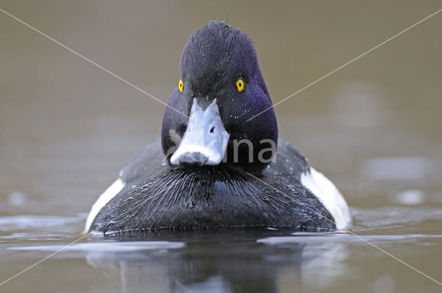 Tufted Duck (Aythya fuligula)