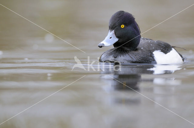 Tufted Duck (Aythya fuligula)
