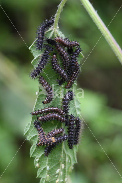 Landkaartje (Araschnia levana)