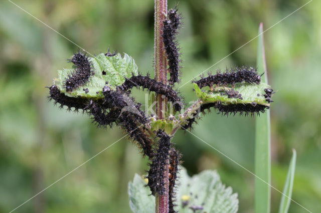 Landkaartje (Araschnia levana)