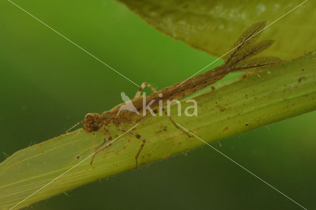 Lantaarntje (Ischnura elegans)