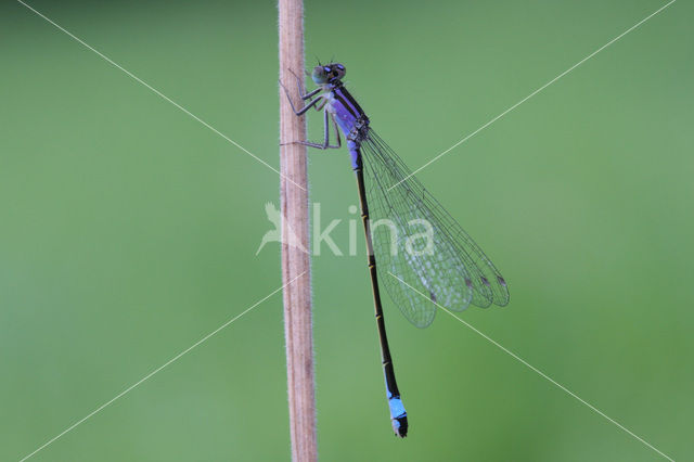 Lantaarntje (Ischnura elegans)