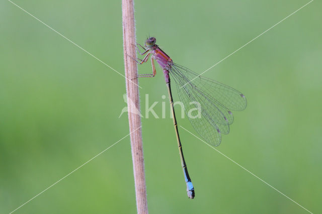 Blue-tailed Damselfly (Ischnura elegans)