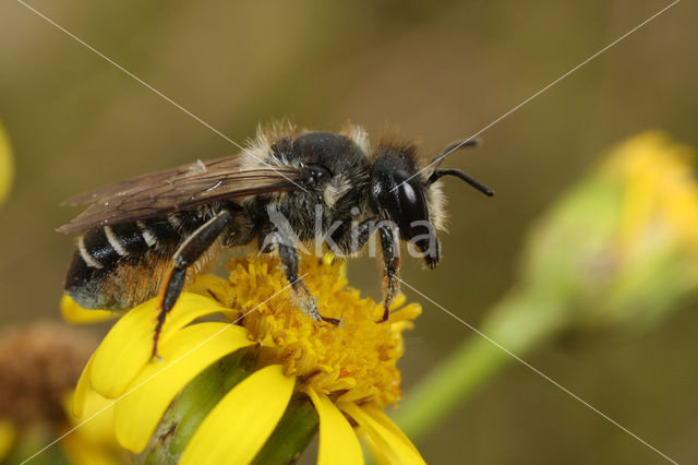 leaf-cutter bee (Megachile lapponica)