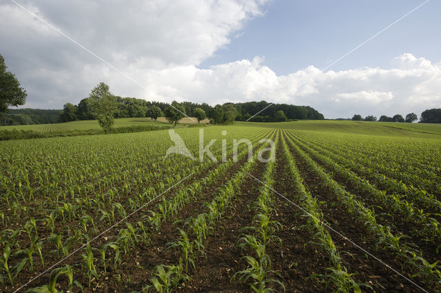 Mais (Zea mays)