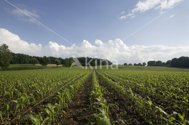 Mais (Zea mays)