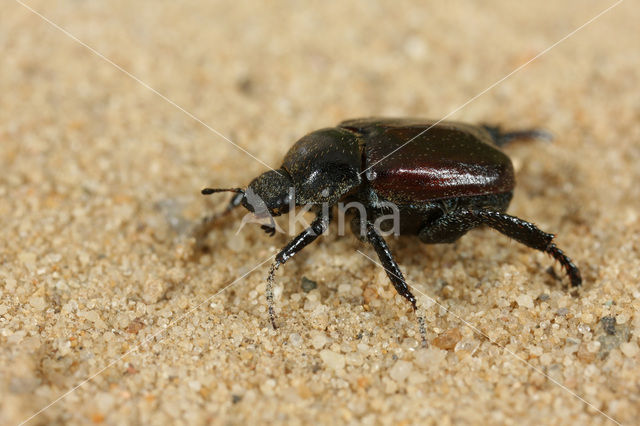 Welsh chafer (Hoplia philanthus)