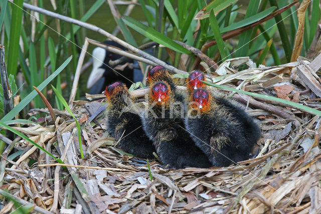 Meerkoet (Fulica atra)