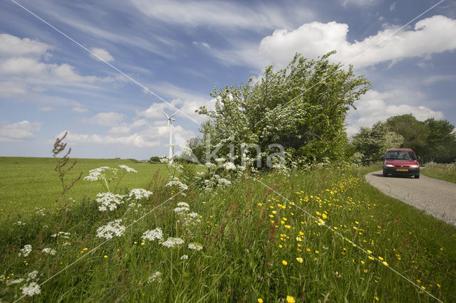 Hawthorn (Crataegus )