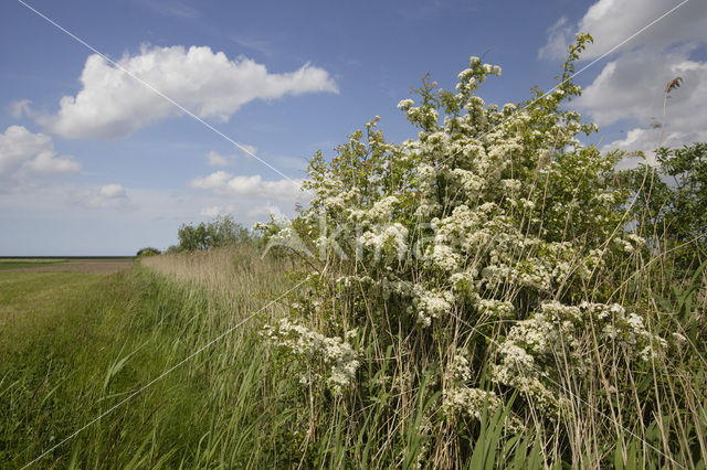 Hawthorn (Crataegus )