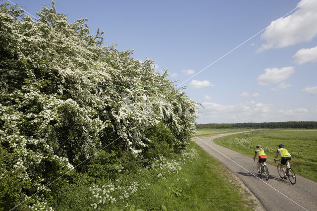 Hawthorn (Crataegus )
