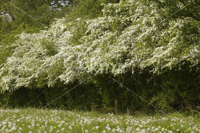 Hawthorn (Crataegus )