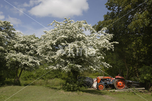 Hawthorn (Crataegus )