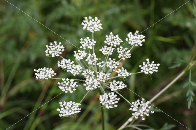 Milk Parsley (Peucedanum palustre)