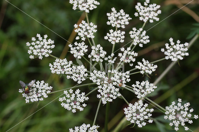 Milk Parsley (Peucedanum palustre)