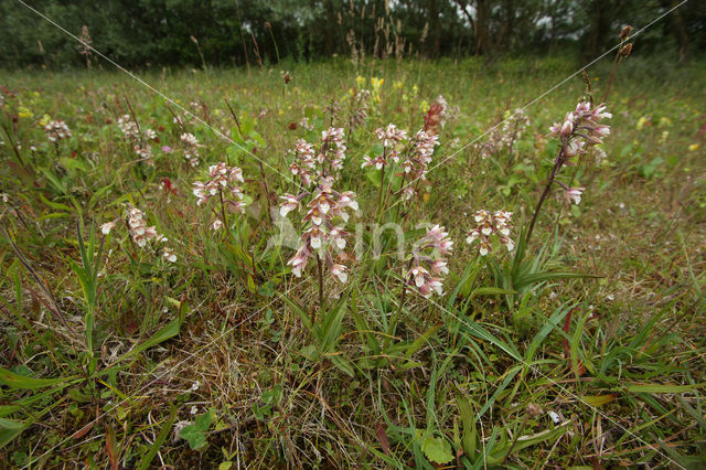 Marsh Helleborine (Epipactis palustris)