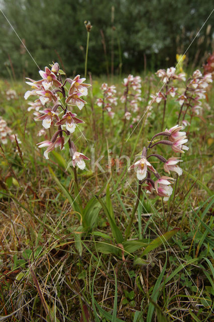 Moeraswespenorchis (Epipactis palustris)