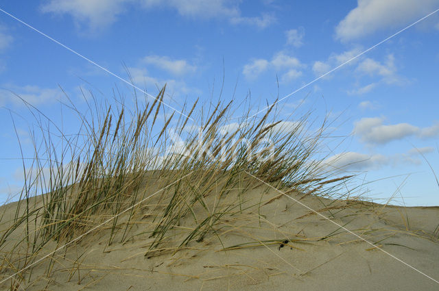 Nationaal Park Duinen van Texel