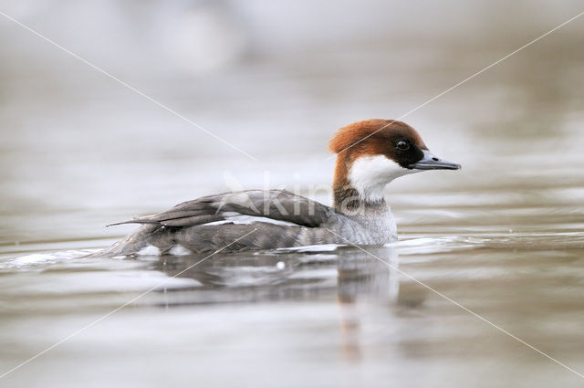 Smew (Mergellus albellus)