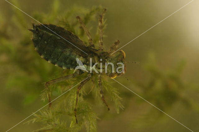 Northern White-faced darter (Leucorrhinia rubicunda)