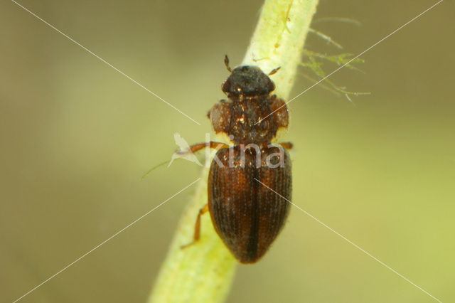 Ochthebius auriculatus