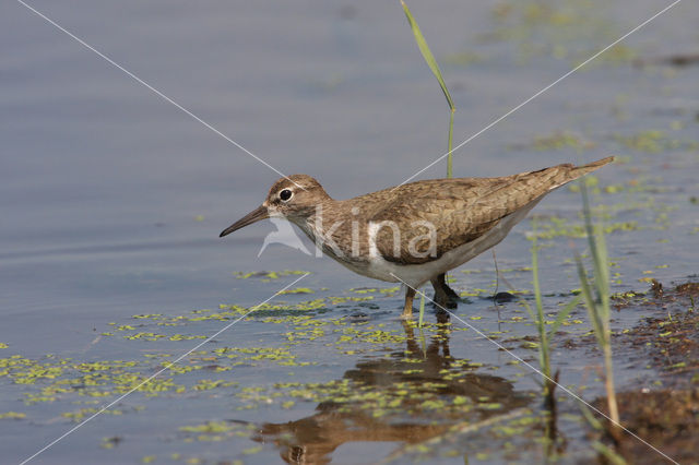 Common Sandpiper (Actitis hypoleucos)