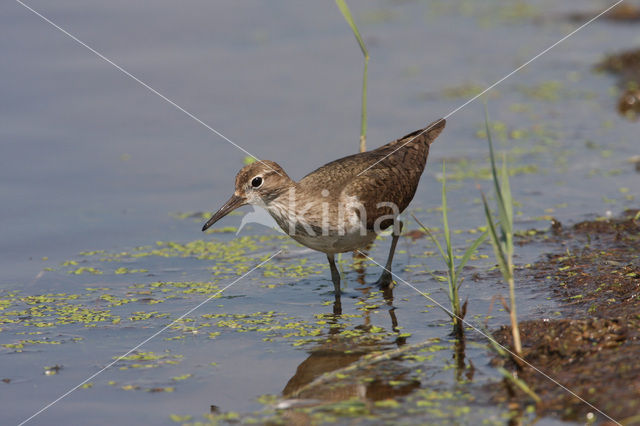 Common Sandpiper (Actitis hypoleucos)