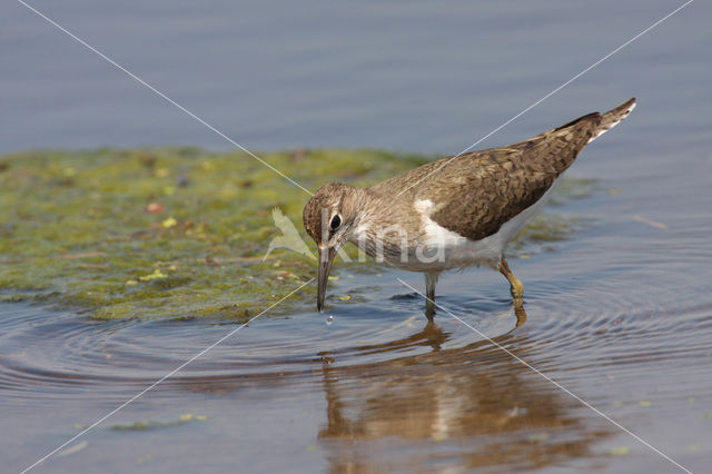 Oeverloper (Actitis hypoleucos)