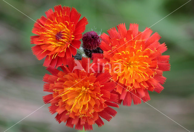 Oranje havikskruid (Hieracium aurantiacum)