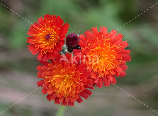 Oranje havikskruid (Hieracium aurantiacum)