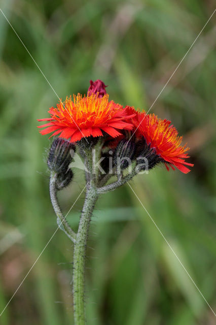 Oranje havikskruid (Hieracium aurantiacum)