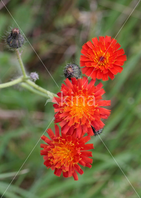 Oranje havikskruid (Hieracium aurantiacum)