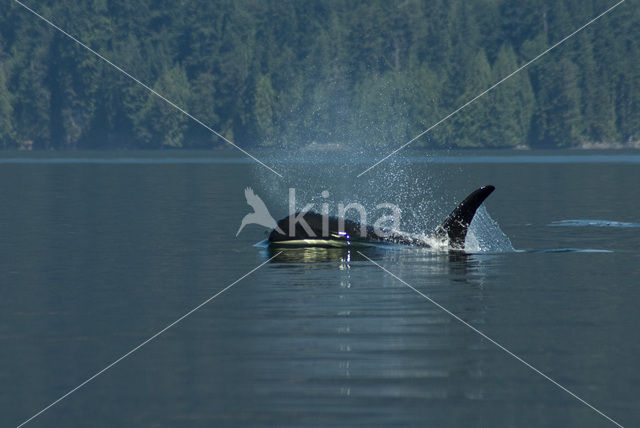 Killer Whale