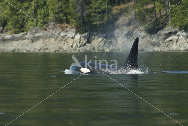 Killer Whale