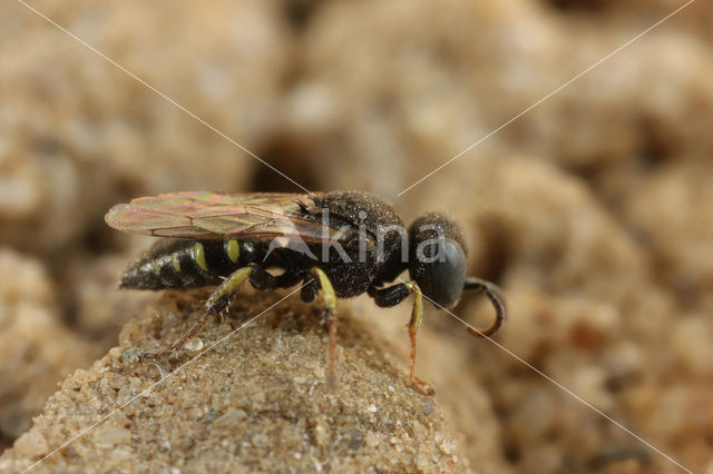 Gladde Spieswesp (Oxybelus bipunctatus)