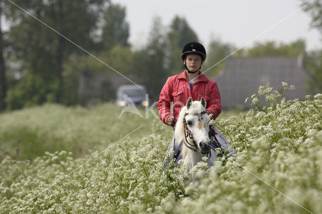 Paard (Equus spp)