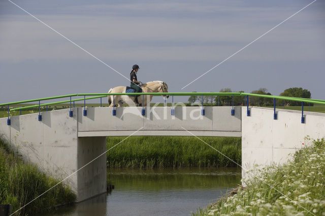 Paard