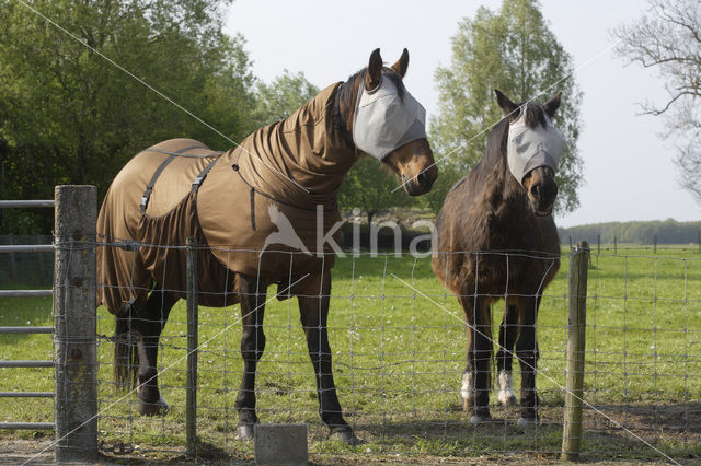 Paard (Equus spp)