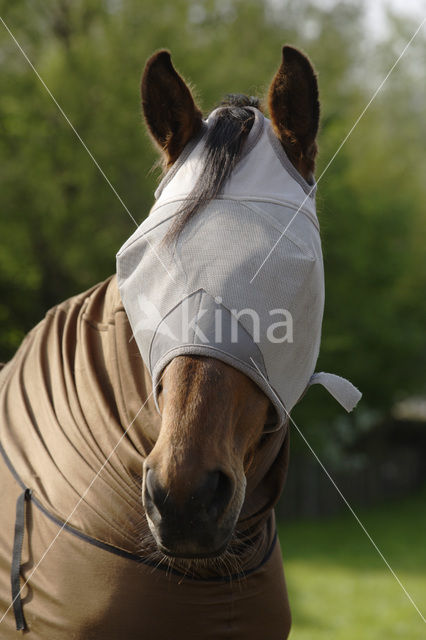 Horse (Equus spp)