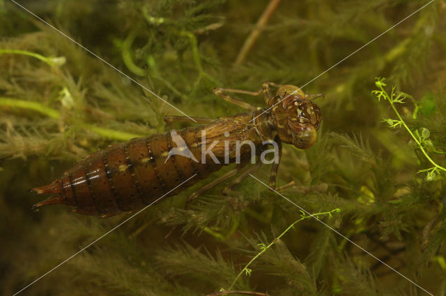 Paardenbijter (Aeshna mixta)