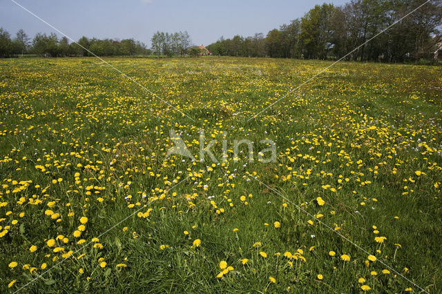 Dandelion (Taraxacum spec.)