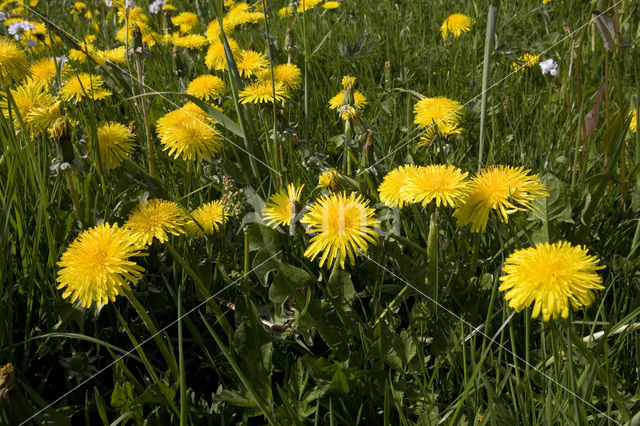 Paardenbloem (Taraxacum spec.)