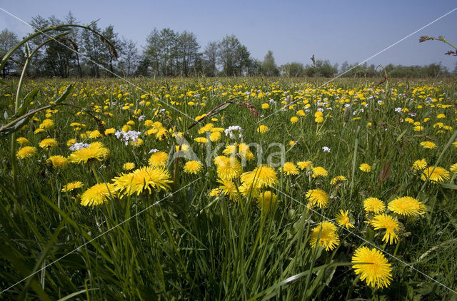 Dandelion (Taraxacum spec.)