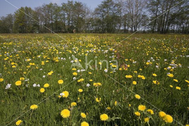 Paardenbloem (Taraxacum spec.)